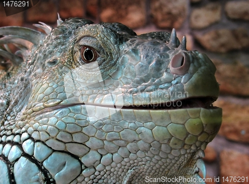 Image of iguana 
