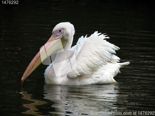 Image of pelican
