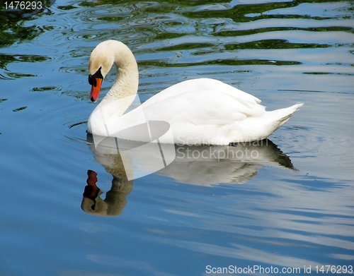 Image of white swan