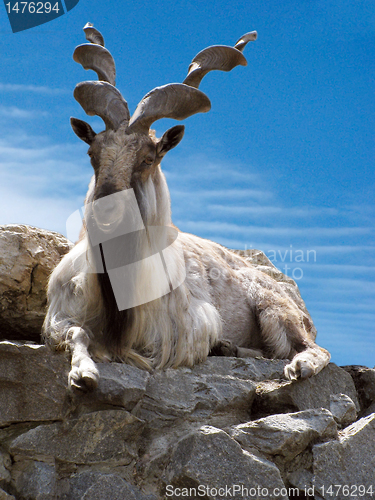 Image of markhor
