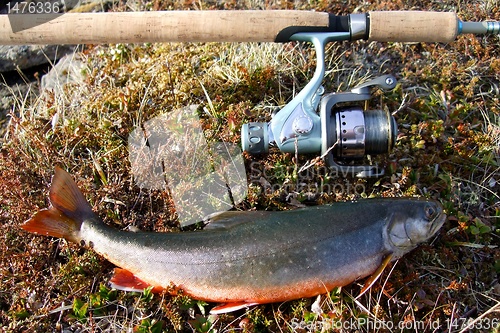 Image of Arctic Char