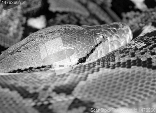 Image of python