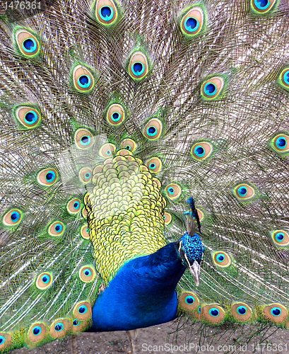 Image of peafowl 