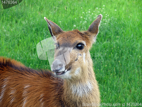 Image of  deer 