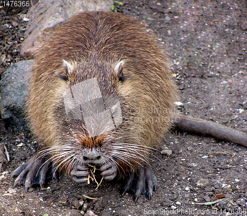 Image of nutria