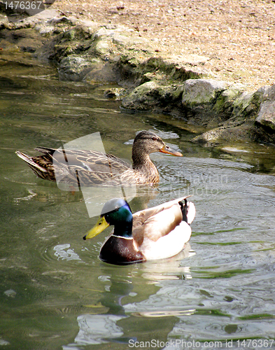 Image of two ducks