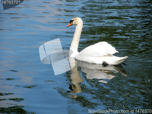 Image of white swan