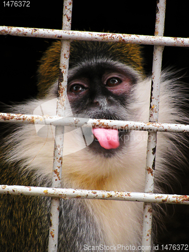 Image of monkey in zoo cage