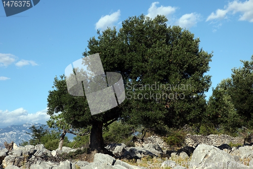 Image of Olive grove