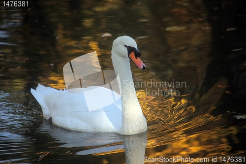 Image of Swan