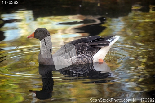 Image of Mallard on the lake