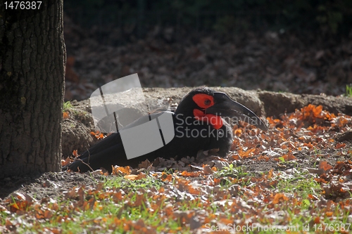 Image of Ground hornbill