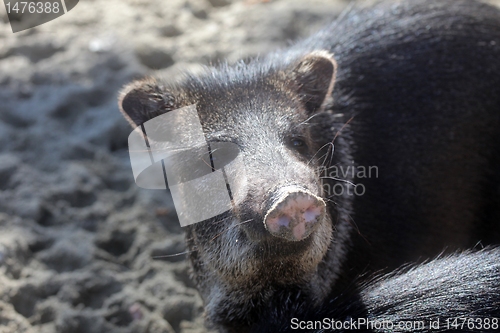 Image of Javelina or collared peccary