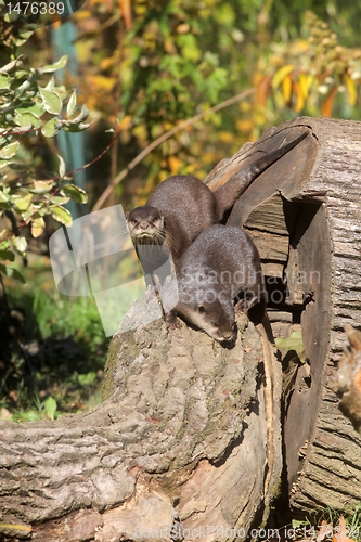 Image of Chinese Dwarf Otter