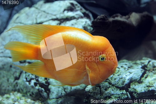 Image of Amphilophus citrinellus