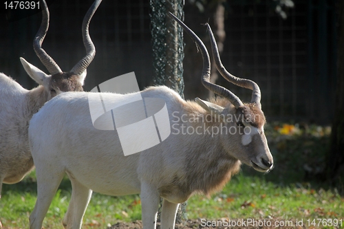 Image of Adax Antelope