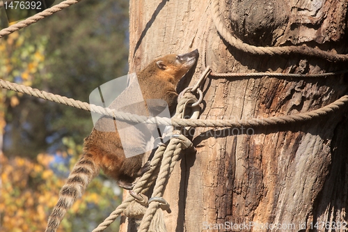 Image of Ring-tailed Coati (Nasua nasua)