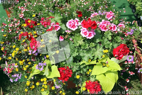 Image of flowers in garden