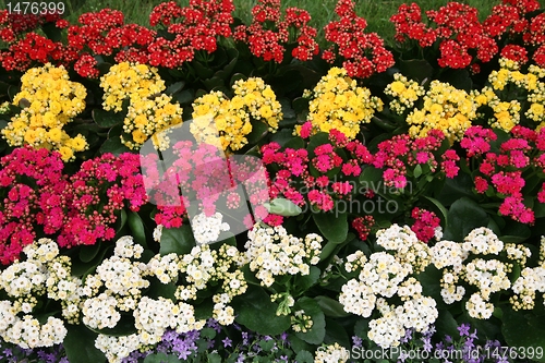 Image of flowers in garden