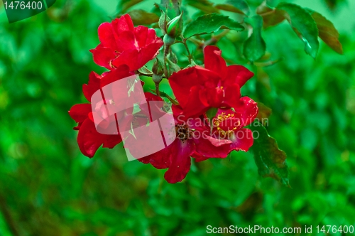 Image of wild rose