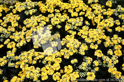 Image of flowers in garden