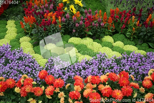 Image of flowers in garden