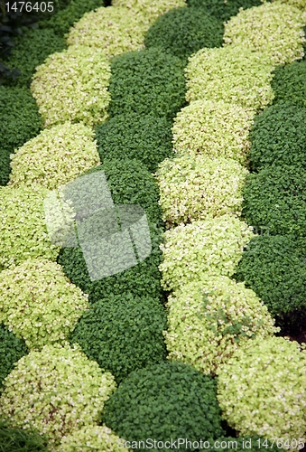 Image of flowers in garden