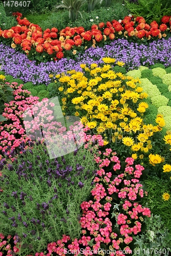 Image of flowers in garden