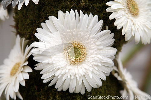 Image of gerber flower