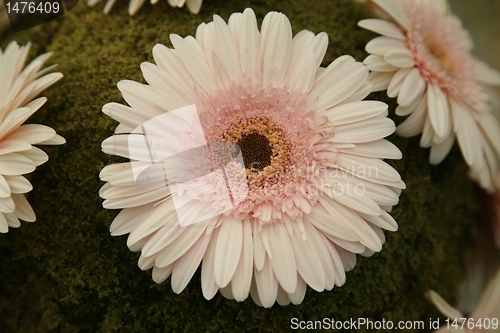 Image of gerber flower