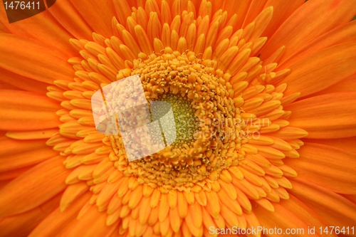 Image of gerber flower