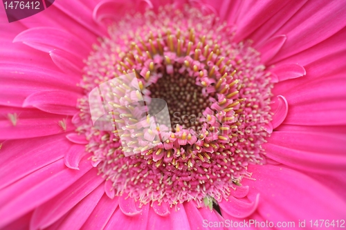 Image of gerber flower