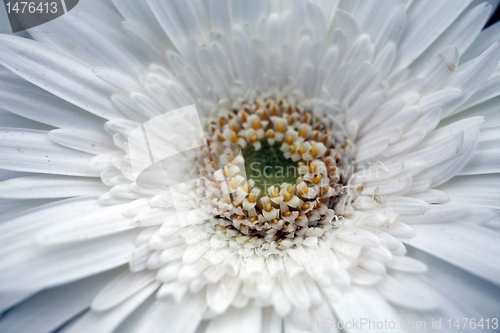 Image of gerber flower