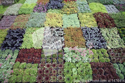 Image of An image of hothouse seedlings in small pots