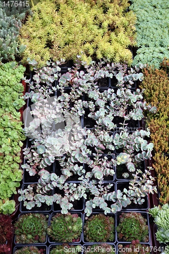 Image of An image of hothouse seedlings in small pots