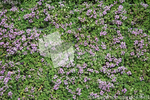 Image of An image of hothouse seedlings in small pots