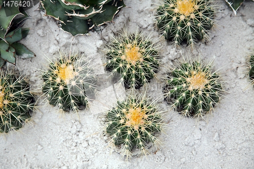 Image of Cactus