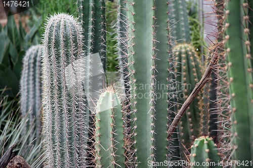 Image of Cactus