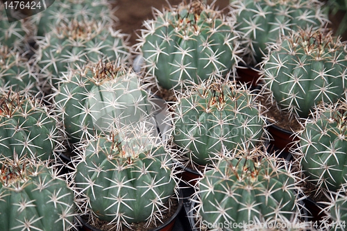 Image of Cactus