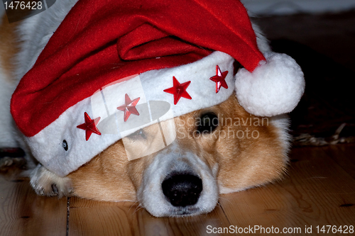 Image of Christmas pooch