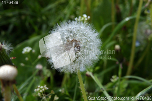 Image of Dandelion