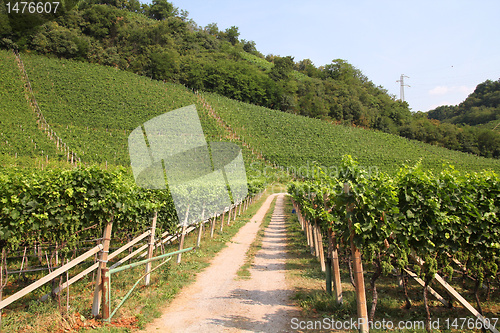 Image of Italy vineyard