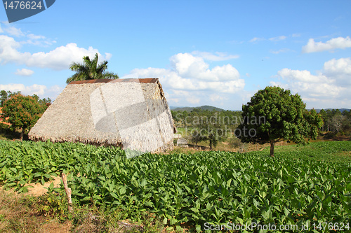 Image of Tobacco plantation