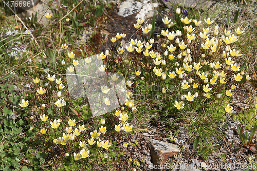 Image of Saxifraga