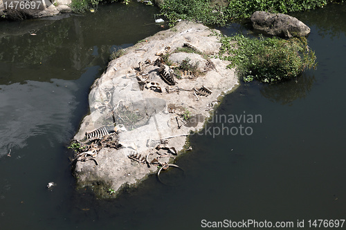Image of Animal skeletons