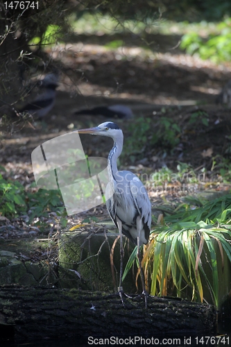 Image of Gray Heron in Autumn