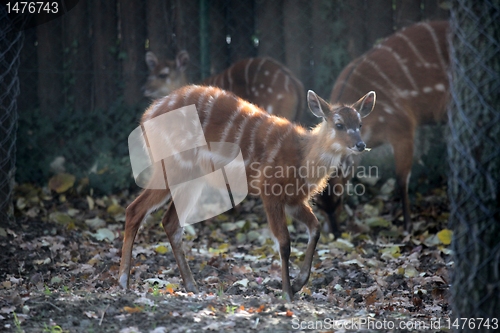 Image of Sitatunga, Tragelaphus spekii