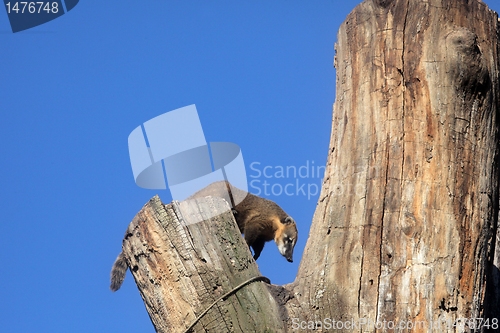 Image of Ring-tailed Coati (Nasua nasua)