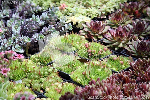 Image of An image of hothouse seedlings in small pots