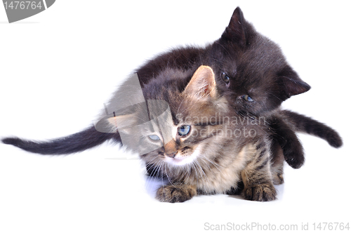 Image of playful kittens